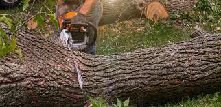 Best Tree Disease Treatment  in University Park, MD